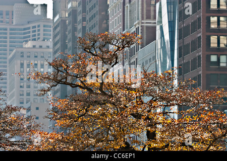 Autumn Tree nel parco di Chicago Foto Stock