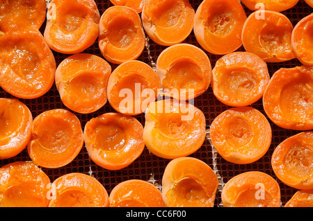 Halved-Apricots essiccazione su rack Foto Stock