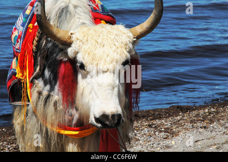 Yak accanto al lago Namtso, Lhasa, in Tibet, in Cina Foto Stock