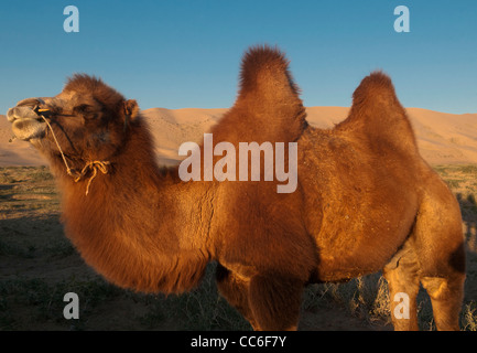 Twin humped Bactrian cammello nel deserto del Gobi della Mongolia Foto Stock