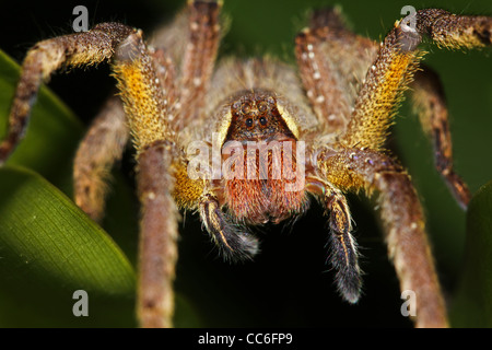 Un grande e peloso, giallo spider nell'Amazzonia peruviana terrificante approfondimento di alcuni creepy imperfezioni Foto Stock