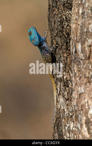 Un albero Agama lizard sale su un albero Foto Stock