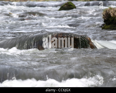 Fiume 'White Rain' Foresta Bavarese Germania / Fluss " Weisser Regen' Bayerischer Wald Deutschland Foto Stock