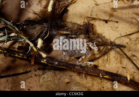 Canyon Raganella Hyla arenicolor nella piscina di acqua. Stati Uniti d'America Foto Stock