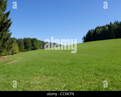 Prato di montagna con il legno in estate / Bergwiese mit Wald Sommer im Foto Stock