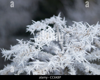 I cristalli di ghiaccio su un impianto / Eiskristalle un einer Pflanze Foto Stock