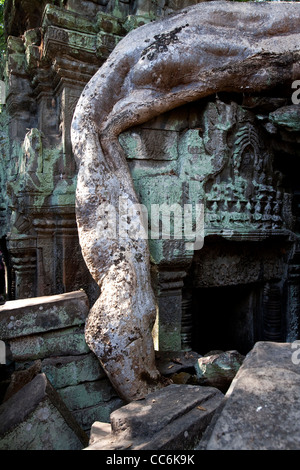 Ta Prohm, giungla, rovine e il tempio costruito in stile Bayon Angkor, area, Siem Reap, Cambogia, Asia Foto Stock