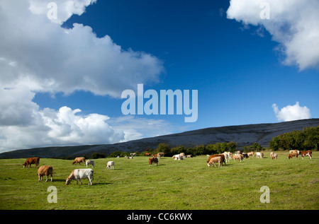 Il pascolo di bestiame in un campo, Burren, County Clare, Irlanda. Foto Stock