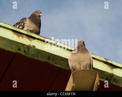 Un paio di street piccioni, rock colombe, visto dal di sotto, Columba livia f. domestica Foto Stock