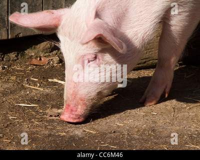 La testa di un maiale alla ricerca dopo il cibo sul terreno Foto Stock