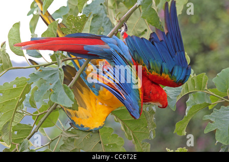 Un blu-giallo (Ara ararauna) e Scarlet Macaw (A. macao) lottano in un flash di colore nell'Amazzonia peruviana Foto Stock