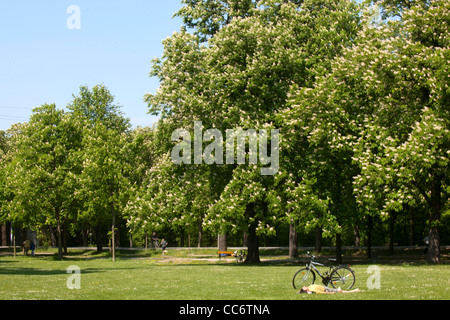 Österreich, Wien II, il Prater, mit blühenden Bäumen im Frühling. Foto Stock