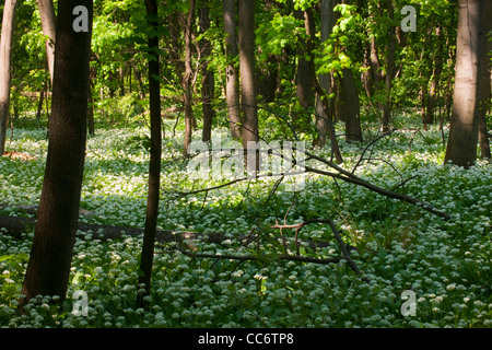 Österreich, Wien II, il Prater, mit blühenden Bärlauchfeldern im Frühling. Foto Stock