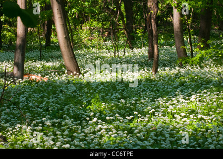 Österreich, Wien II, il Prater, mit blühenden Bärlauchfeldern im Frühling. Foto Stock