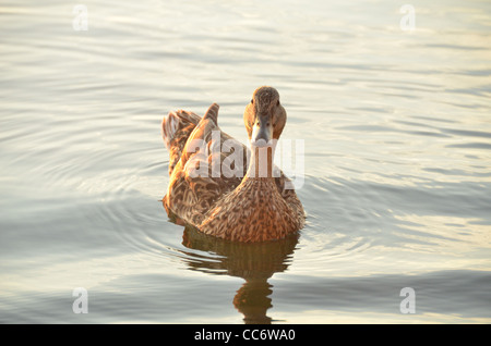 Close-up di un anatra su un lago, guardando nella telecamera. Foto Stock