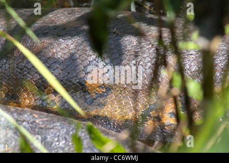 Un enorme (6 metro, 20 piedi) verde Anaconda (Eunectes murinus) allo stato selvatico in Amazzonia Peruviana (fotografato mentre canoa in Foto Stock