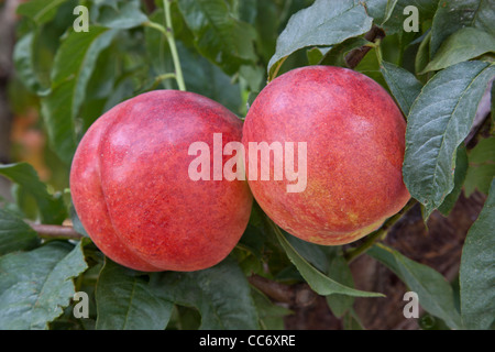 Le nettarine " Artic estate". Foto Stock