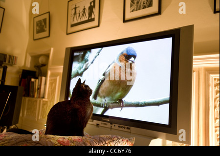 Gatto nero orologi un fringuello ( Fringilla Coelebs ) bird su un ramo che mostra su un grande schermo al plasma Panasonic televisione Foto Stock