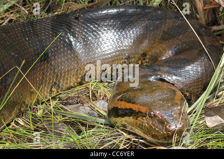 Un enorme (6 metro, 20 piedi) verde Anaconda (Eunectes murinus) allo stato selvatico in Amazzonia Peruviana (fotografato mentre canoa) Foto Stock