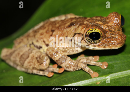 Un gigante di ampia capo-Treefrog (Osteocephalus taurinus) nell'Amazzonia peruviana isolati su nero con lspace per testo Foto Stock