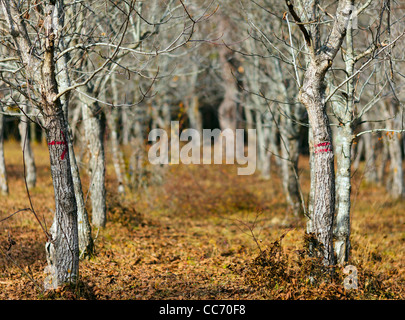 Giovani noci orchard in autunno con foglie cadute, Foto Stock