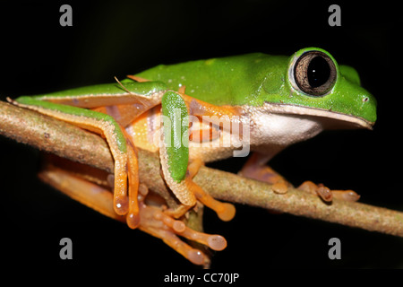 L'INCREDIBILE Tiger zampe di scimmia cerosa Treefrog (Phyllomedusa tomopterna) nell'Amazzonia peruviana isolati su nero con spazio di copia Foto Stock