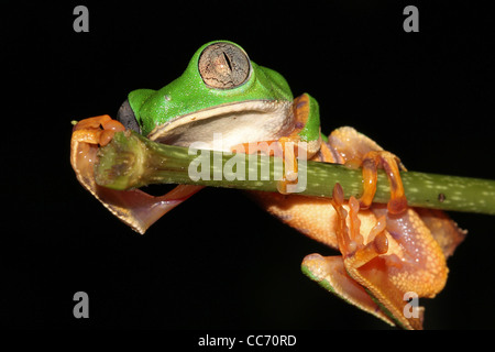 L'INCREDIBILE Tiger zampe di scimmia cerosa Treefrog (Phyllomedusa tomopterna) nell'Amazzonia peruviana isolati su nero con spazio di copia Foto Stock