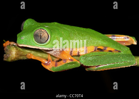 L'INCREDIBILE Tiger zampe di scimmia cerosa Treefrog (Phyllomedusa tomopterna) nell'Amazzonia peruviana isolati su nero con spazio di copia Foto Stock