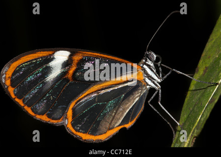 Un bel 'See-attraverso l' Glasswing Butterfly nell'Amazzonia peruviana isolati su nero con abbondanza di spazio per il testo Foto Stock