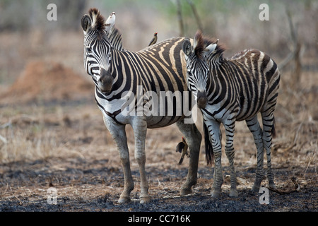 Due Burchell's zebre Foto Stock