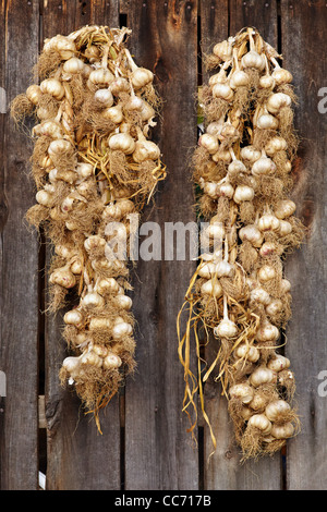 Due stringhe con aglio appesi ad un rustico parete in legno Foto Stock