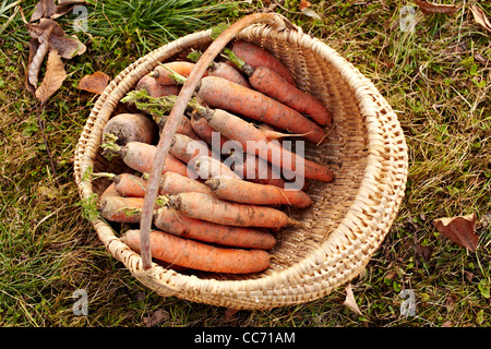 Appena raccolto le carote in un cesto su un prato Foto Stock