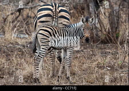 Due Burchell's zebre al pascolo. Foto Stock