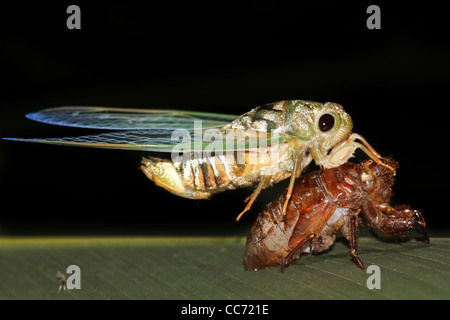 Un adulto Cicala emerge (moults) dal suo bambino esoscheletro nell'Amazzonia peruviana isolato con abbondanza di spazio per il testo Foto Stock