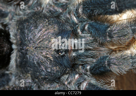 Un Pinktoe Tarantula (Avicularia sp.) nell'Amazzonia peruviana Foto Stock