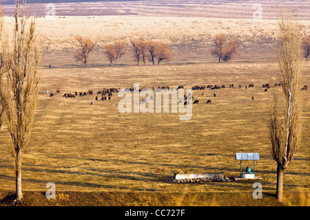 Un sentito parlare di pecore al pascolo su un pascolo nei pressi di un pozzo di acqua Foto Stock