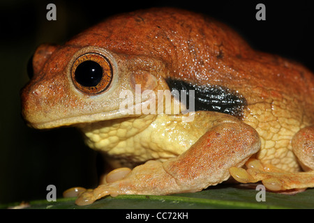 Un paffuto e carino Suriname Golden-eyed Treefrog (Trachycephalus coriaceus) nell'Amazzonia peruviana isolato con spazio per il testo Foto Stock