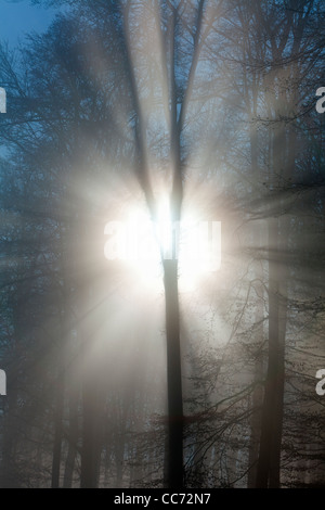 In autunno il sole del mattino e la nebbia , che brilla attraverso gli alberi nel bosco, Hessen, Germania Foto Stock