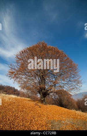 Paesaggio autunnale con un grande faggio e cielo blu Foto Stock