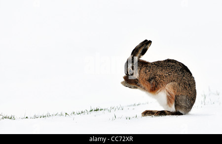 Lepre europea / marrone lepre (Lepus europaeus) toelettatura del pelo con le zampe nella neve campo coperto in inverno Foto Stock