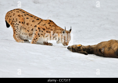 Eurasian (Lynx Lynx lynx) sniffing a ucciso caprioli nella neve in inverno Foto Stock