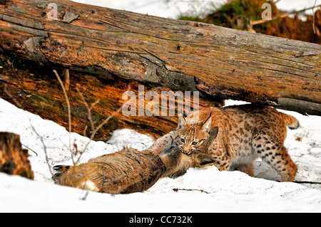 Eurasian (Lynx Lynx lynx) trascinando ucciso caprioli sotto il tronco di albero nella neve in inverno Foto Stock