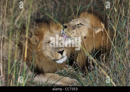 Due giovani maschi adulti di incollaggio Lions che mostra l amore fraterno. Caccia durante la notte incluso una lotta con un molto vecchio leone maschio. Foto Stock