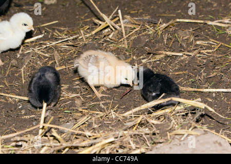 Pollo, pulcini, Mangiare Worm nel capannone di pollo, Bassa Sassonia, Germania Foto Stock