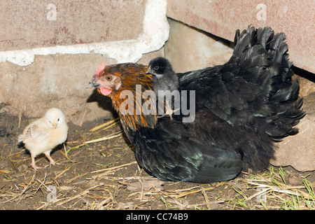 Gallina con pulcini nel capannone di pollo, Bassa Sassonia, Germania Foto Stock