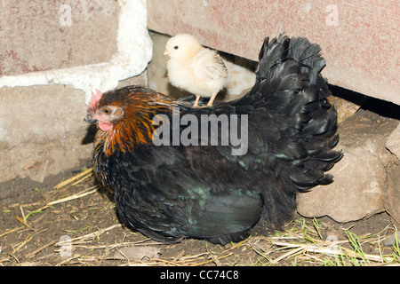 Gallina con pulcini nel capannone di pollo, Bassa Sassonia, Germania Foto Stock