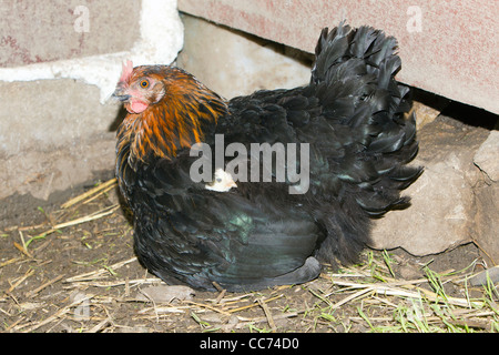 Hen meditabondo pulcini nel capannone di pollo, Bassa Sassonia, Germania Foto Stock