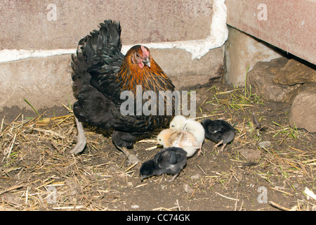 Gallina con pulcini, alimentando nel capannone di pollo, Bassa Sassonia, Germania Foto Stock