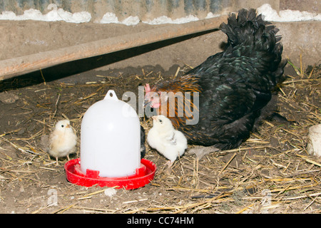 Gallina con pulcini, bevendo acqua dal contenitore, nel capannone di pollo, Bassa Sassonia, Germania Foto Stock