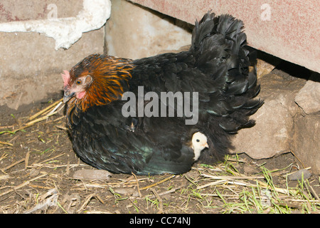 Hen meditabondo pulcini nel capannone di pollo, Bassa Sassonia, Germania Foto Stock